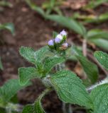Ageratum houstonianum
