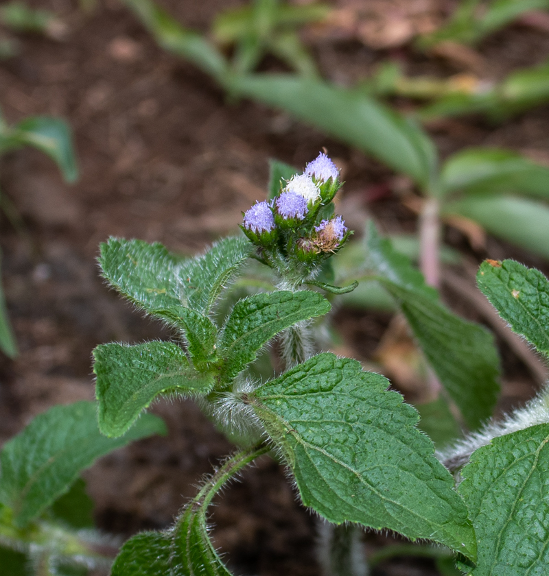 Изображение особи Ageratum houstonianum.