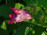 Impatiens glandulifera