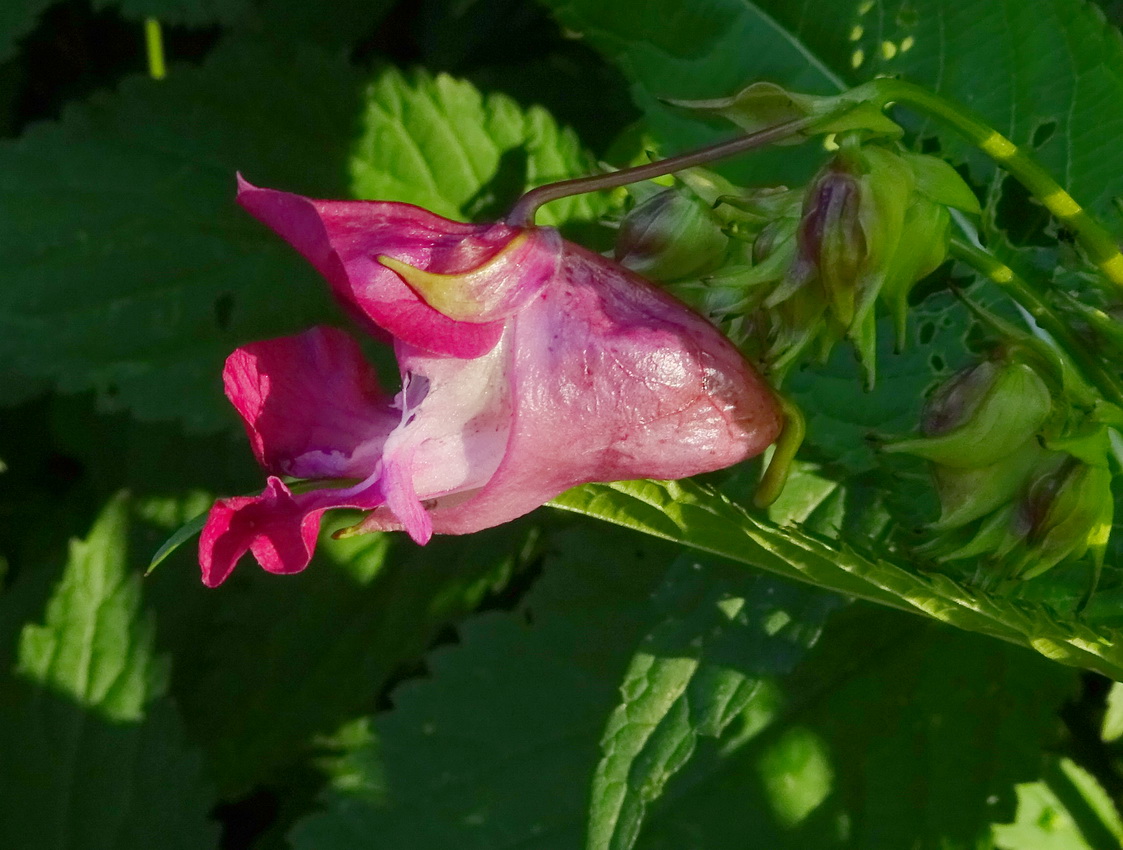 Изображение особи Impatiens glandulifera.