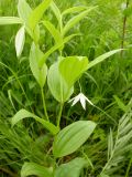 Disporum smilacinum