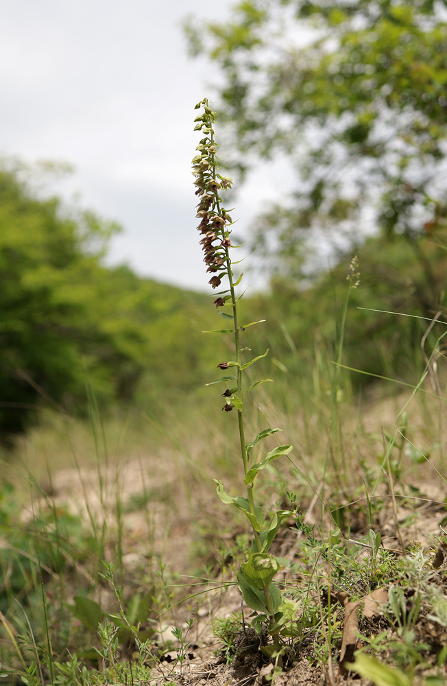 Изображение особи Epipactis helleborine.