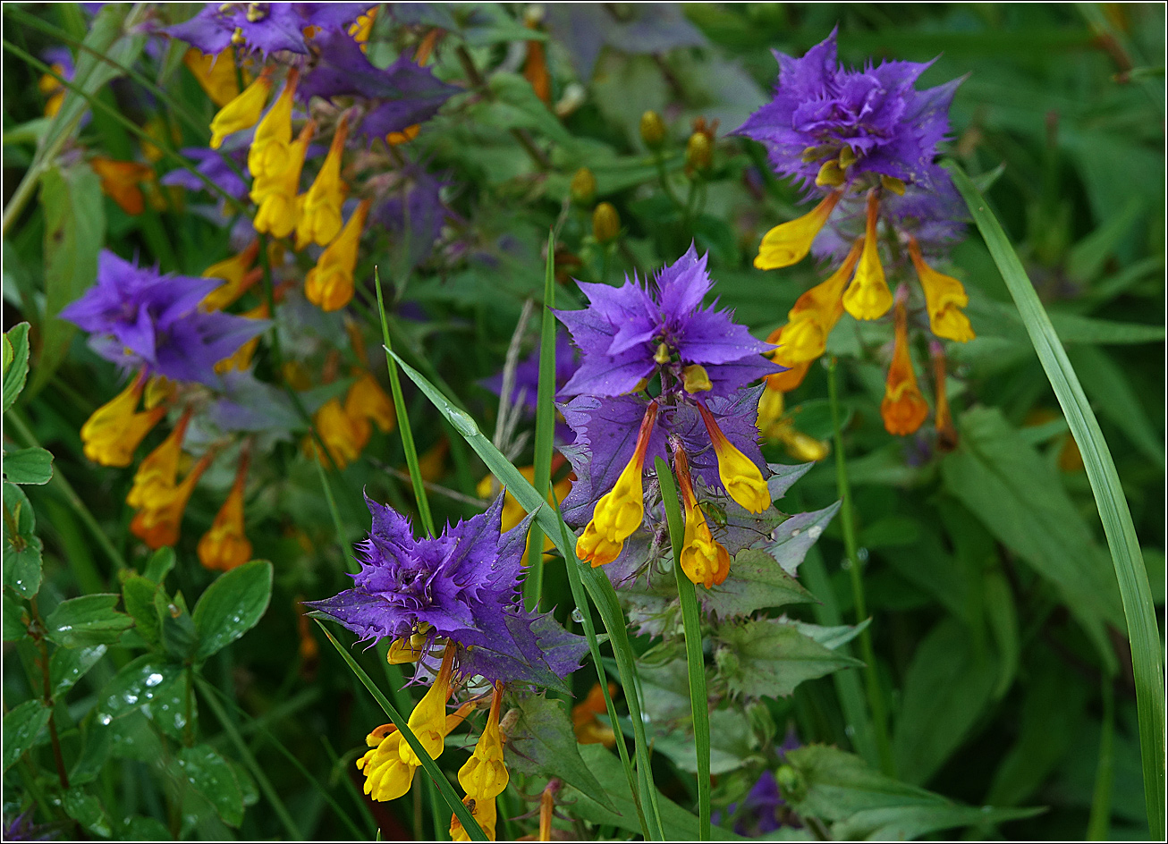 Изображение особи Melampyrum nemorosum.