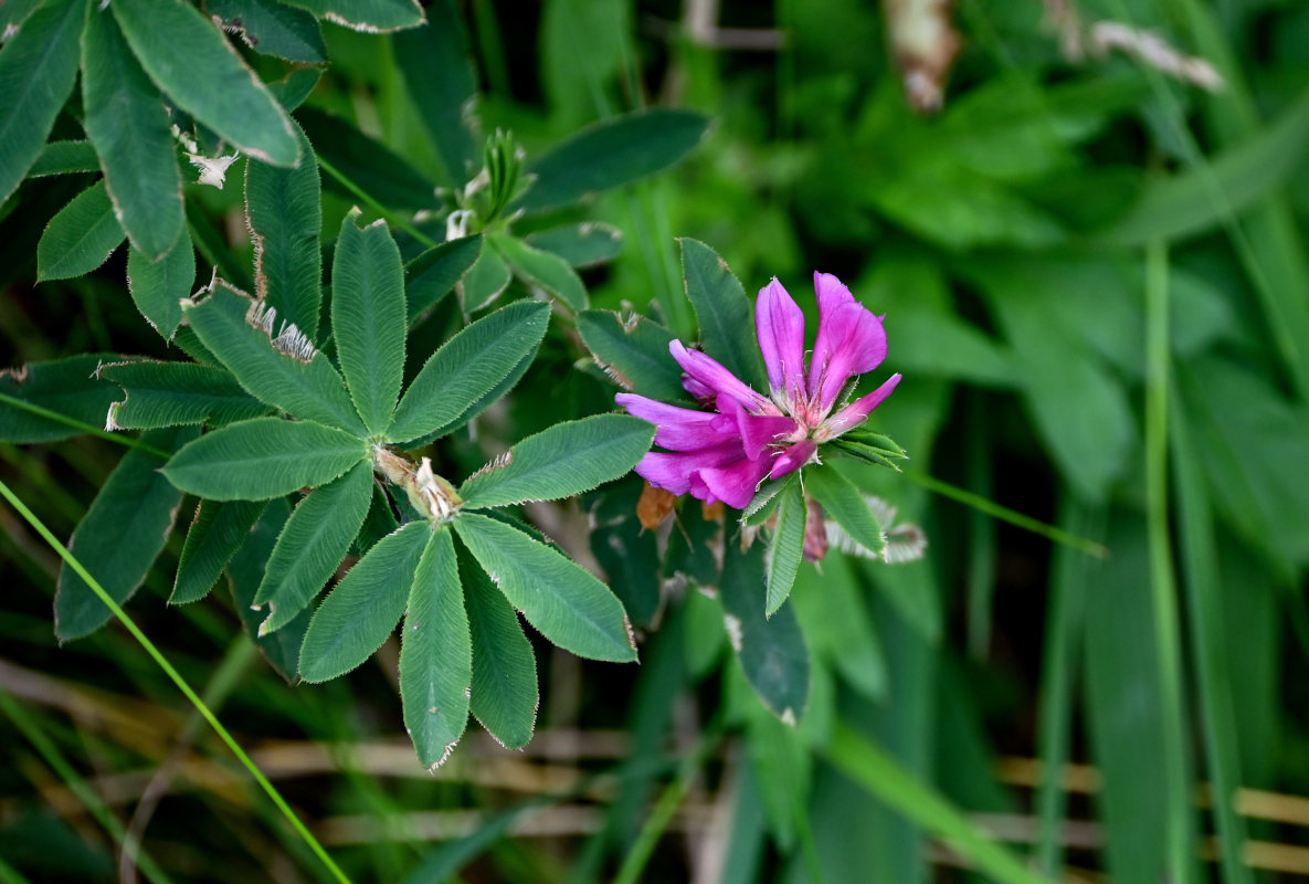 Image of Trifolium pacificum specimen.