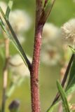 Erigeron acris. Средняя часть побега. Ленинградская обл., Ломоносовский р-н, окр. Шепелёвского маяка; п-ов Каравалдай, восточное побережье, подножье тыльной части берегового вала (за дорогой), псаммофильный лужок у края тростниковых зарослей. 23.09.2023.