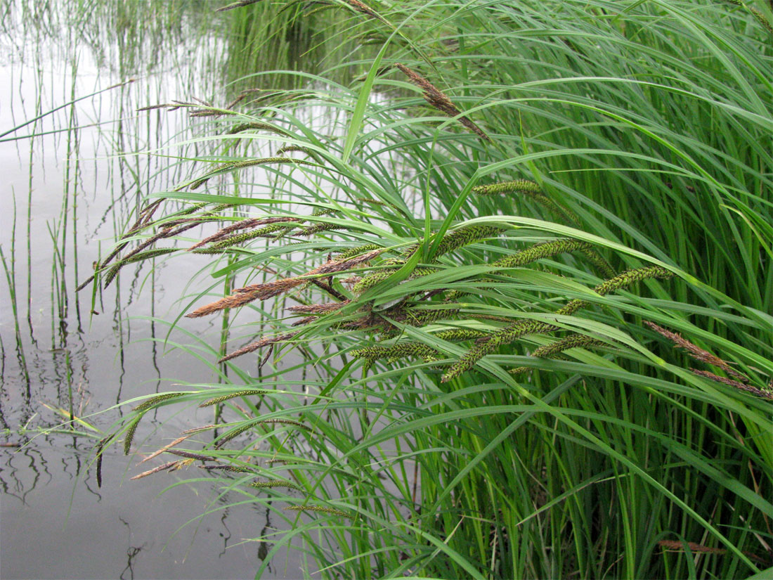 Изображение особи Carex acuta.