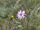 Scorzonera purpurea