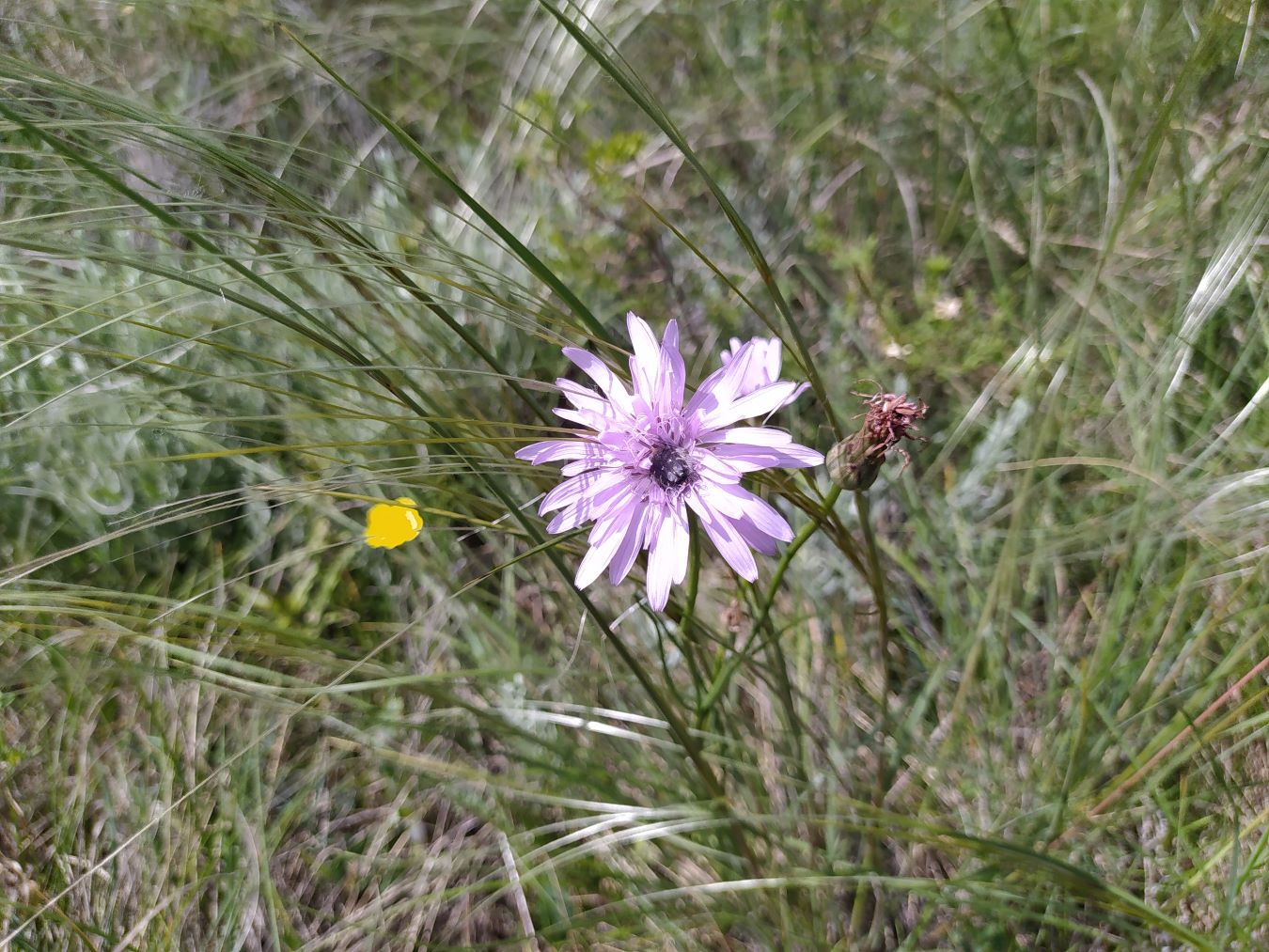 Изображение особи Scorzonera purpurea.