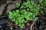 Cardamine amara