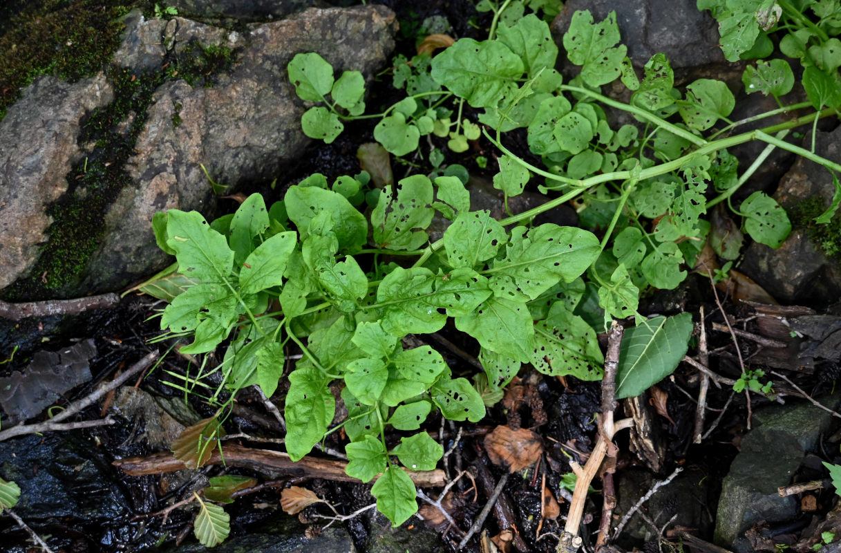 Изображение особи Cardamine amara.