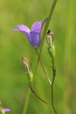 Campanula patula. Соцветие с цветком и завязями. Беларусь, Витебская обл., дер. Сурмино, берег озера, суходольный луг на песке. 24.06.2023.