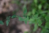 Origanum vulgare ssp. viride