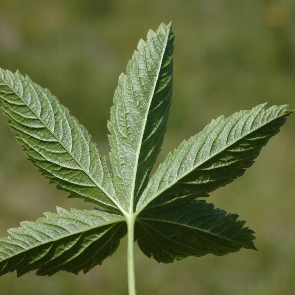 Image of Potentilla chrysantha specimen.