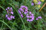 genus Thymus. Верхушки побегов с соцветиями. Северная Осетия, Пригородный р-н, окр. с. Даргавс, ≈ 1400 м н.у.м., поросший мхами каменистый участок склона. 23.07.2022.