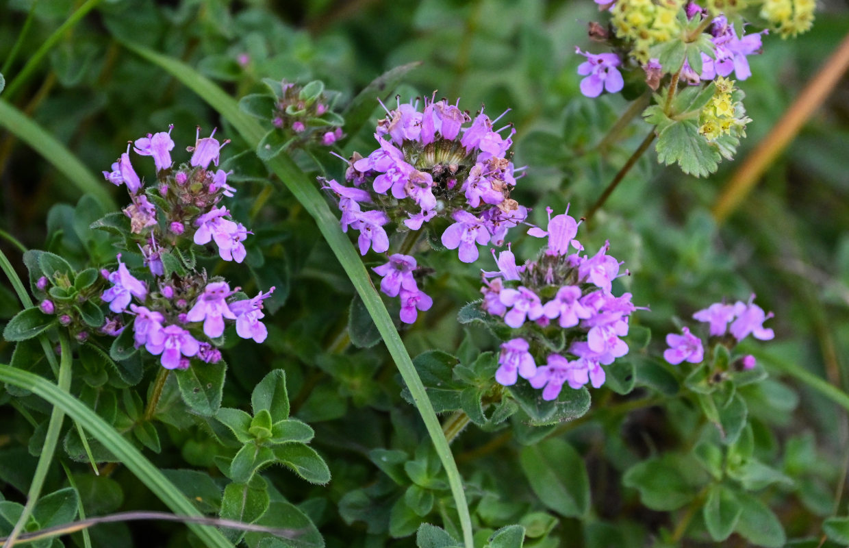 Изображение особи род Thymus.