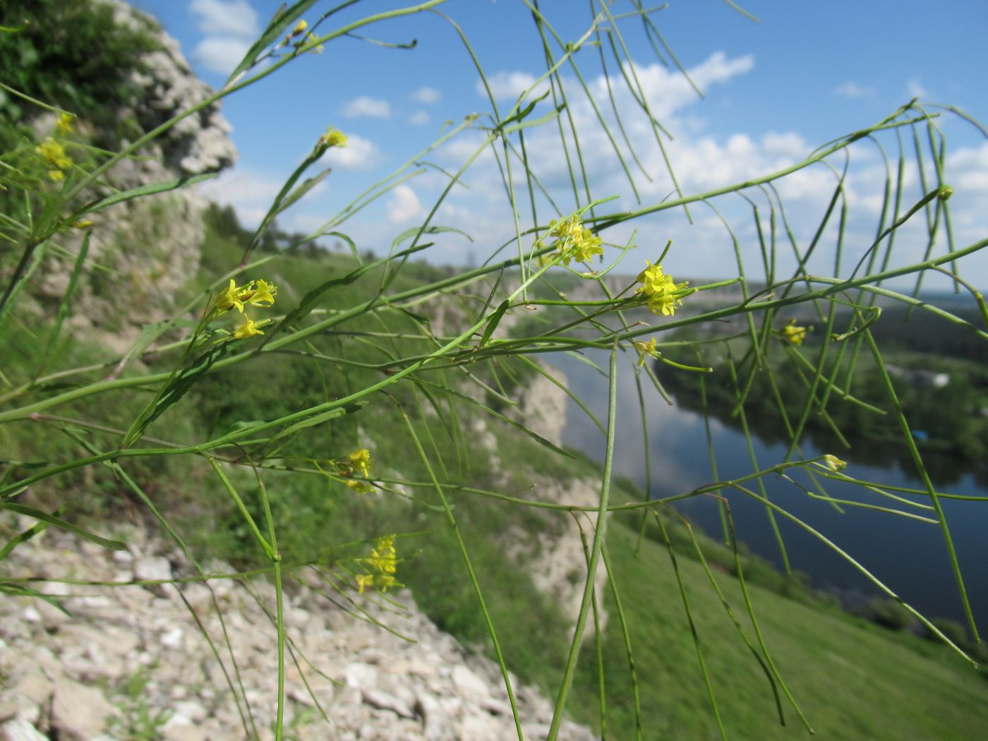 Изображение особи Sisymbrium heteromallum.