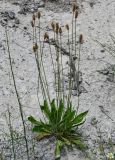 Plantago lanceolata. Цветущее растение. Грузия, Самцхе-Джавахети, пещерный монастырь Вардзиа, подножие каменистого склона. 13.06.2023.