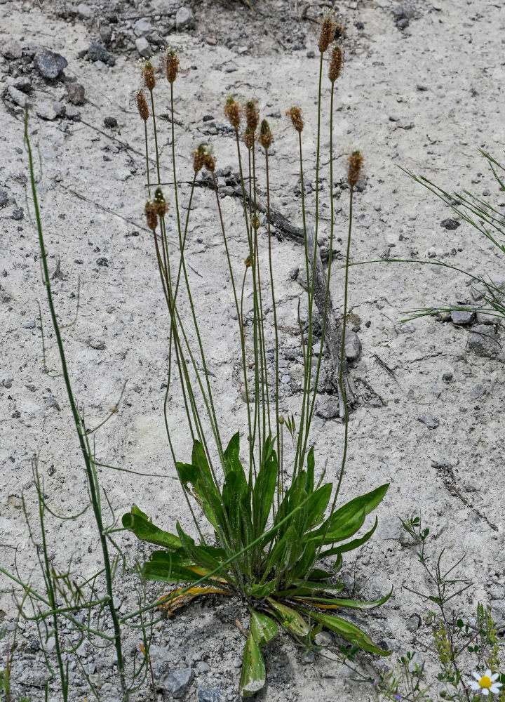 Изображение особи Plantago lanceolata.