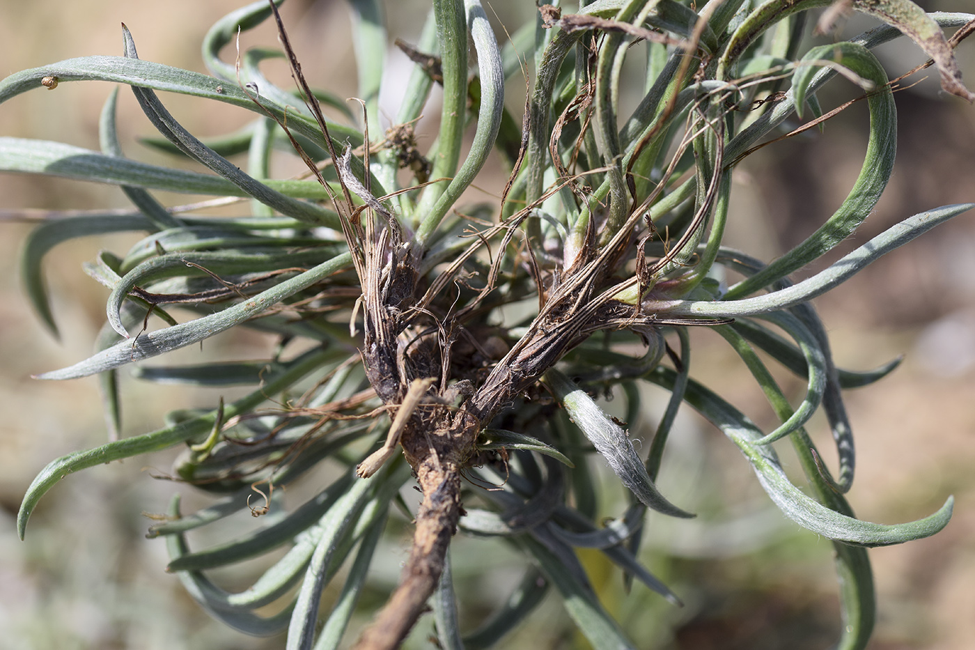 Image of Plantago albicans specimen.