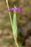 Dianthus angrenicus. Цветок. Узбекистан, Ташкентская обл., Чаткальский хр., окр. г. Янгиабад, склон над городом. 09.09.2023.