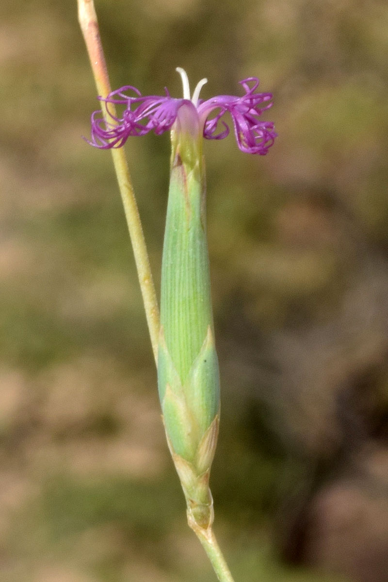 Изображение особи Dianthus angrenicus.