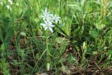 Ornithogalum woronowii