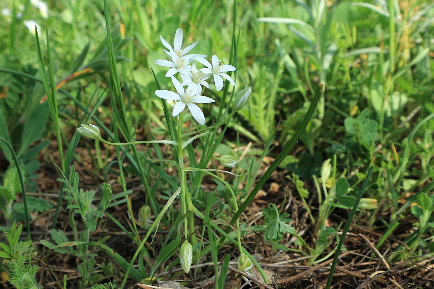 Изображение особи Ornithogalum woronowii.