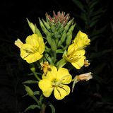 Oenothera biennis