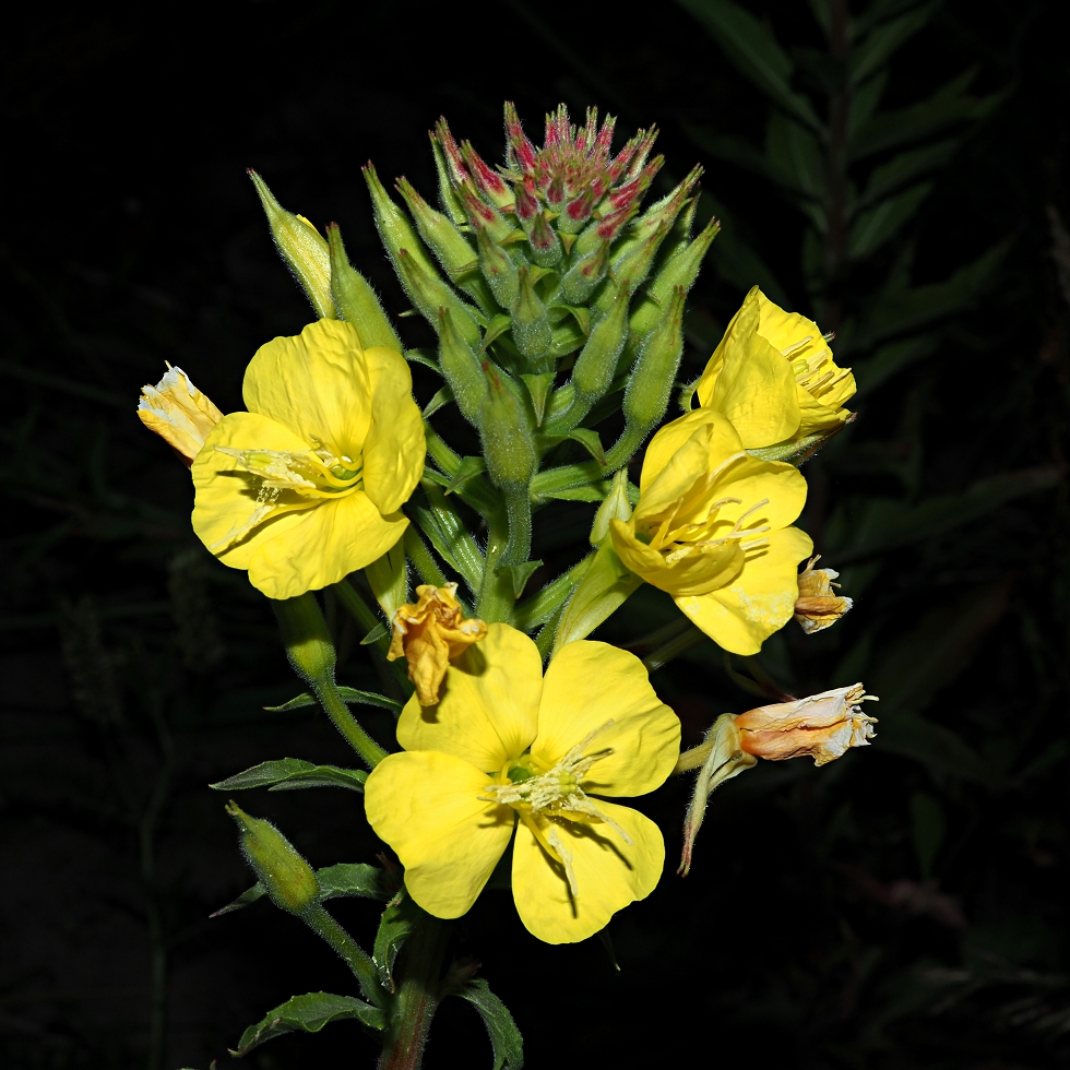 Изображение особи Oenothera biennis.