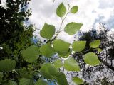 Betula pubescens