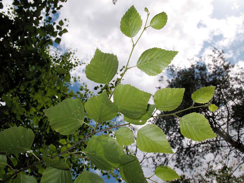 Image of Betula pubescens specimen.