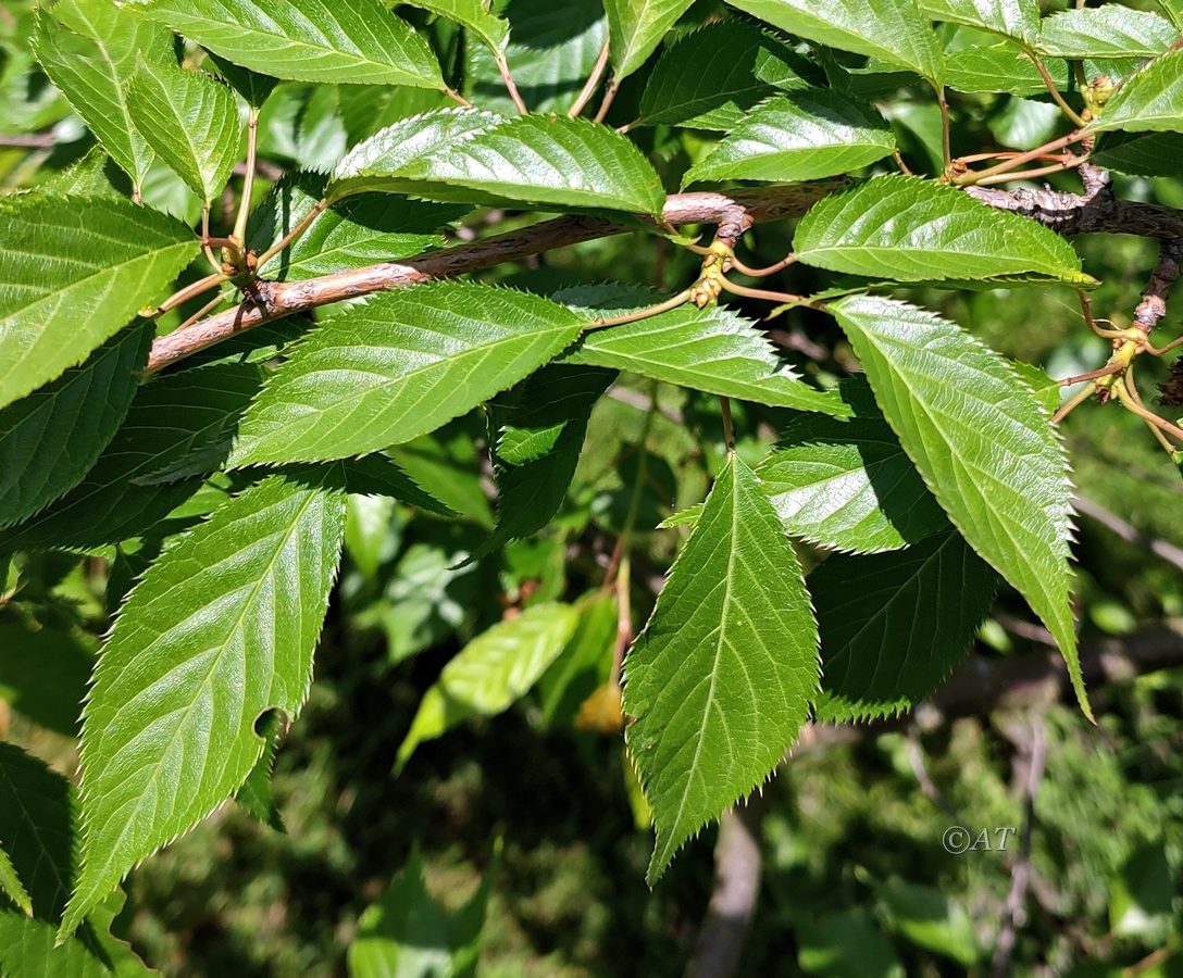Image of Prunus serrulata specimen.