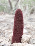 Cynomorium songaricum