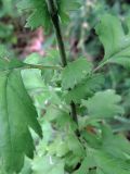 Crataegus monogyna
