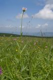 Pyrethrum coccineum