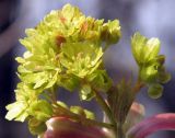 Acer platanoides