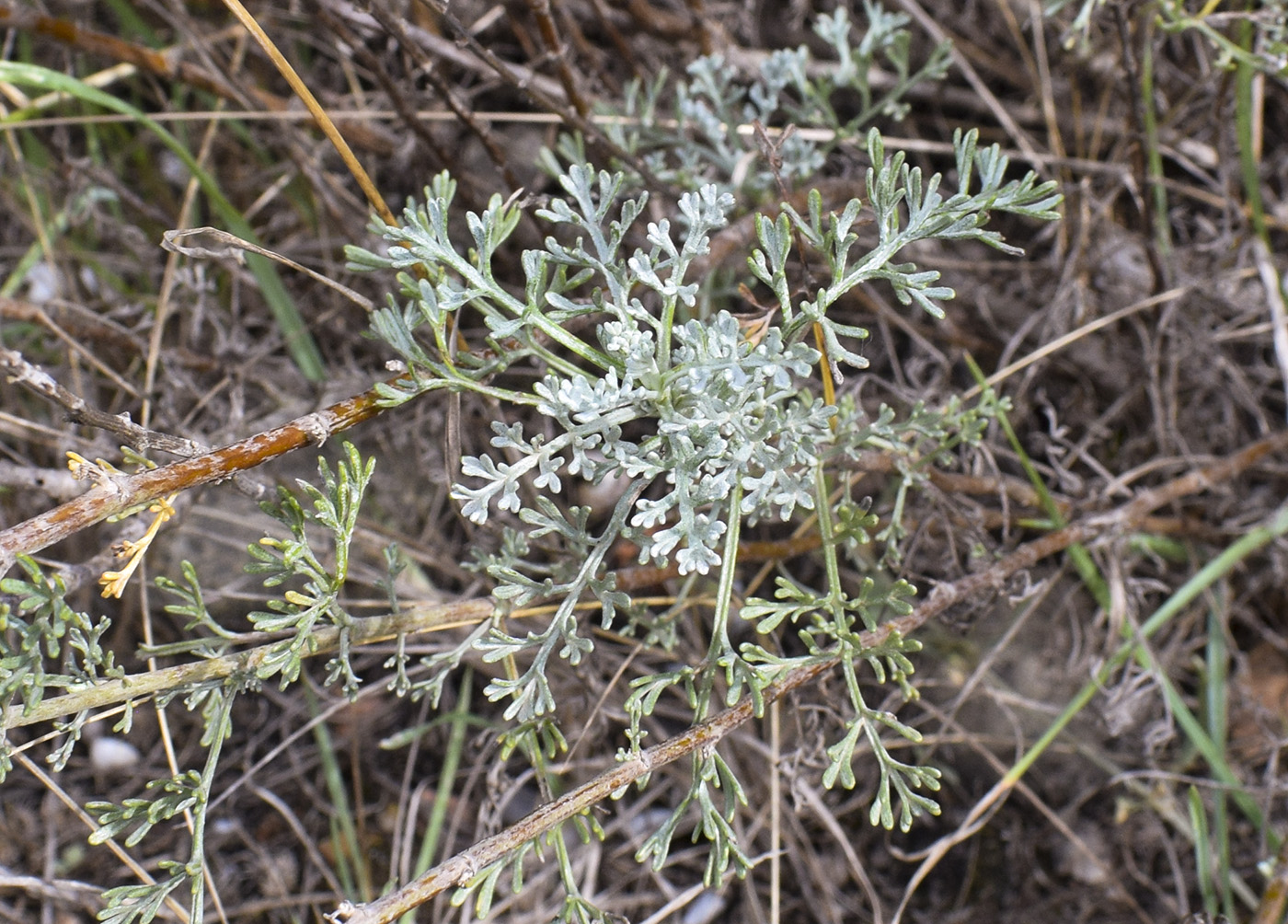 Image of Artemisia caerulescens ssp. gallica specimen.
