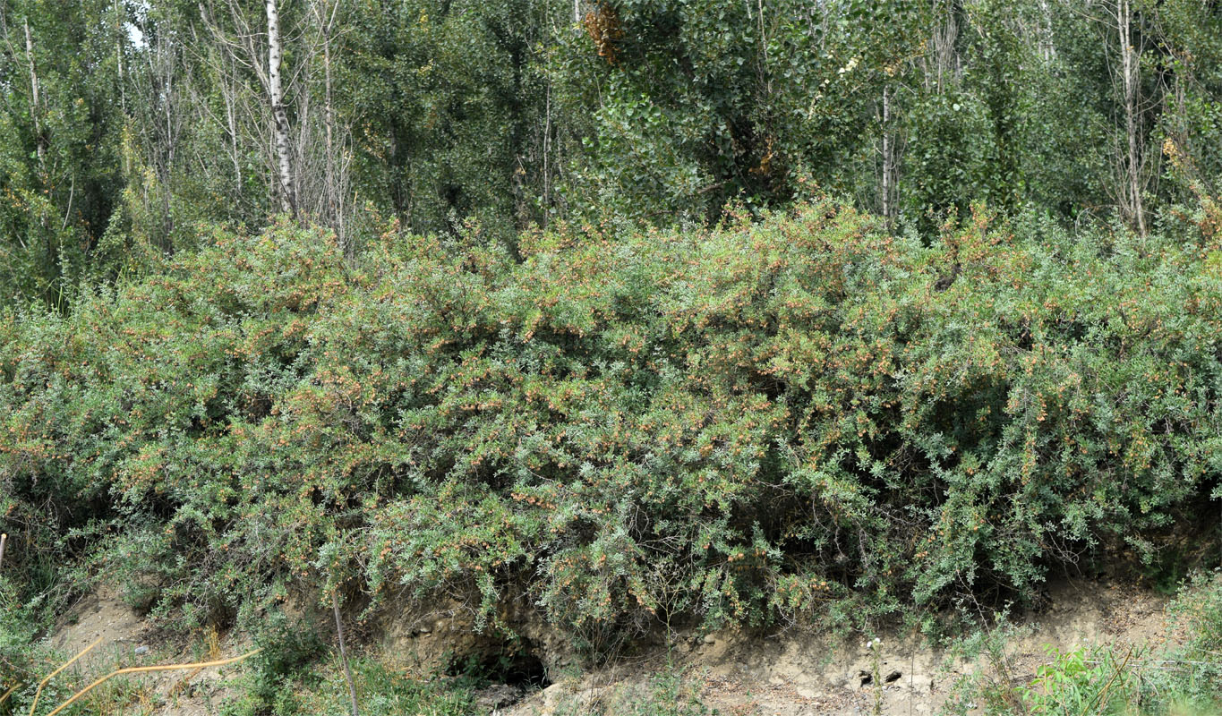 Image of Halimodendron halodendron specimen.