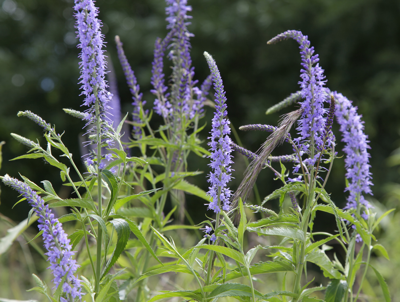 Image of Veronica longifolia specimen.