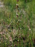 Triglochin palustris