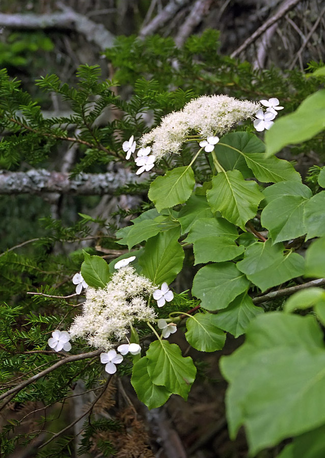 Image of Hydrangea petiolaris specimen.