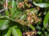 род Pyracantha