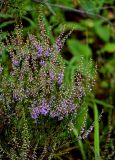 Calluna vulgaris