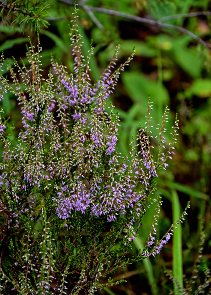 Изображение особи Calluna vulgaris.