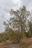 Haloxylon aphyllum