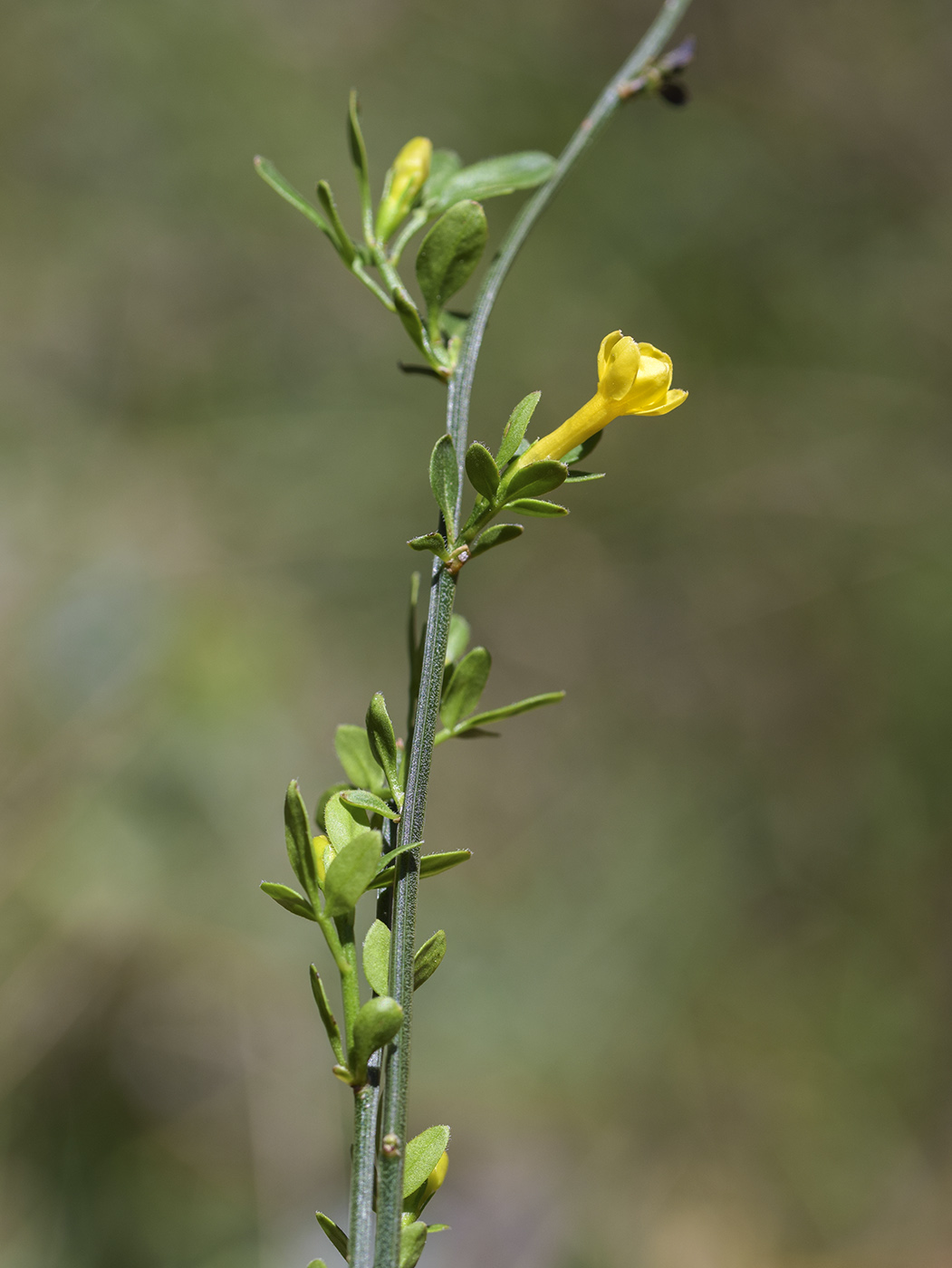 Изображение особи Jasminum fruticans.