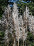 Cortaderia selloana. Соплодия. Краснодарский край, Сочи, Адлерский р-н, парк \"Южные культуры\", в культуре. 09.03.2025.