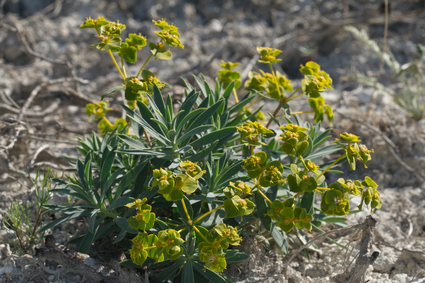 Изображение особи Euphorbia volgensis.