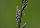 genus Lolium. Соцветия. Московская обл., Раменский р-н, окр. дер. Хрипань, садовый участок. 12.06.2025.