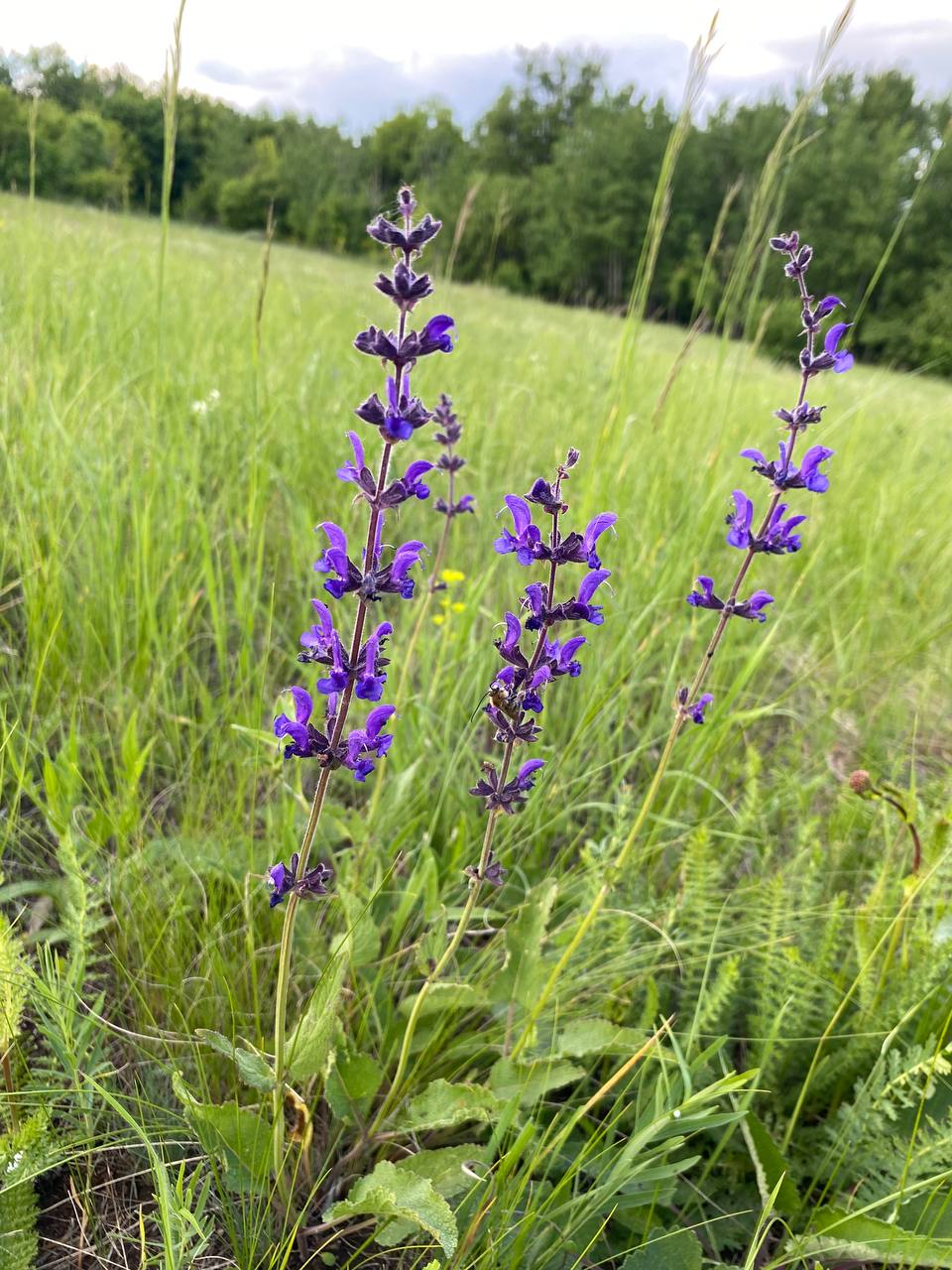 Изображение особи Salvia dumetorum.